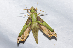 Eupanacra busiris