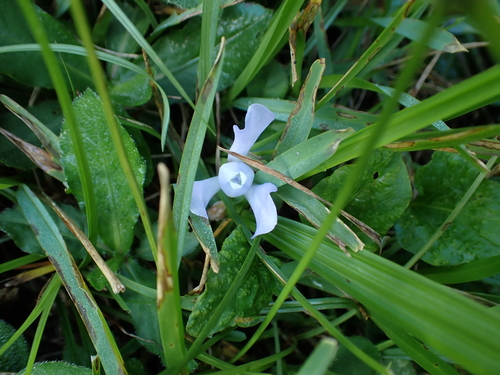 Cipura paludosa, photograph 5