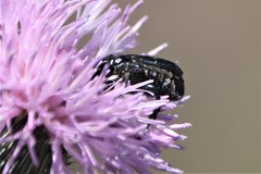 Euphoria sepulcralis