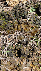 Enchylium coccophorum