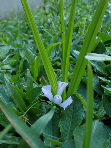 Cipura paludosa, photograph 4