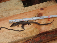 Gerrhonotus liocephalus