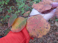 Amelanchier sanguinea