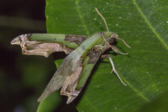 Eupanacra busiris