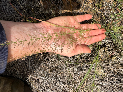 Eragrostis tenellula observed 2026-04-23