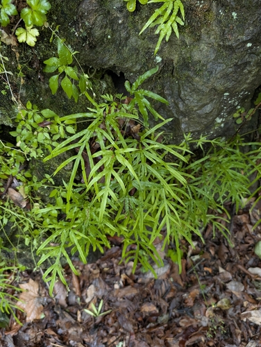 Pteris multifida, photograph 6