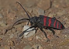 Ceroplesis capensis