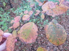 Amelanchier sanguinea