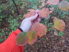Amelanchier sanguinea