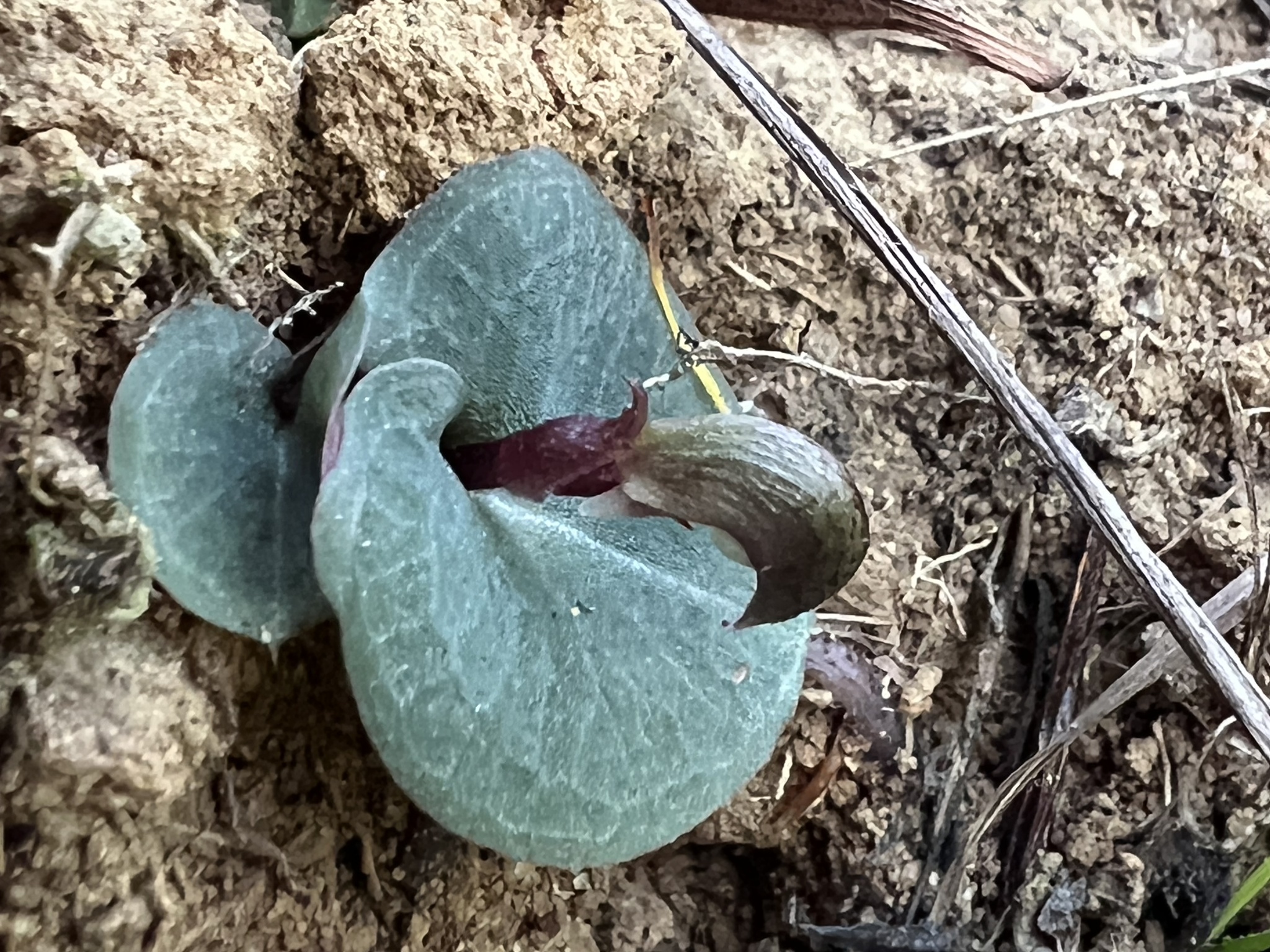 Imagem de Corybas aconitiflorus