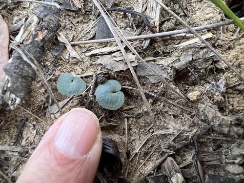Foto de Corybas aconitiflorus