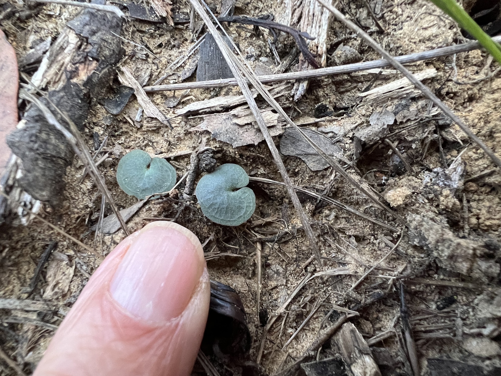 Imagem de Corybas aconitiflorus