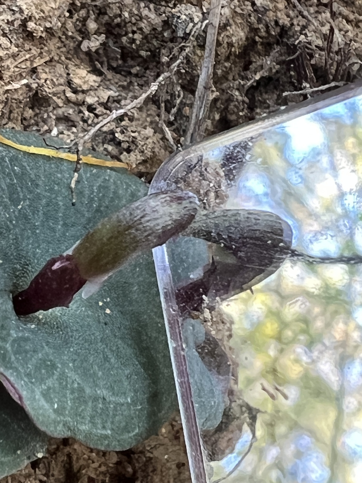 Imagem de Corybas aconitiflorus