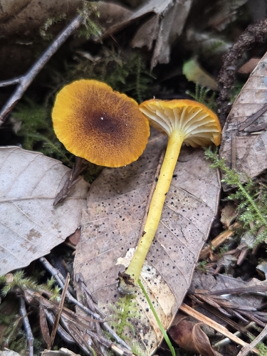 Hygrophorus cantharellus (Hygrocybe cantharellus)