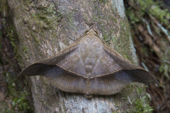 Chilkasa falcata