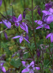 Gentianella rapunculoides