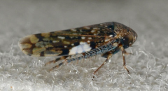 Xestocephalus tessellatus