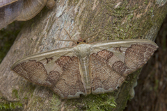 Zythos avellanea