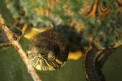 Trachemys venusta iversoni