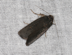 Proteuxoa monochroa