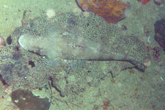 Cymbacephalus beauforti