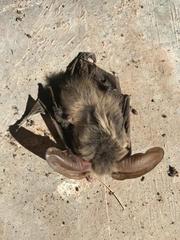 Idionycteris phyllotis