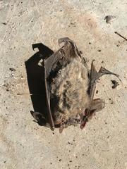 Idionycteris phyllotis