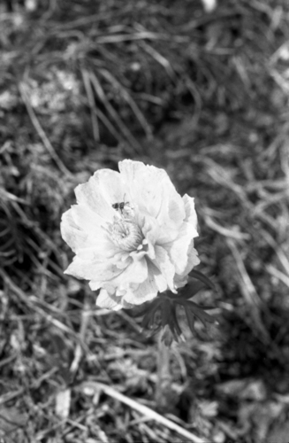 Trollius lilacinus, photograph 6