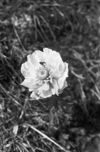 Trollius lilacinus, photograph 5
