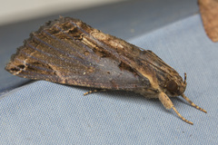 Ercheia