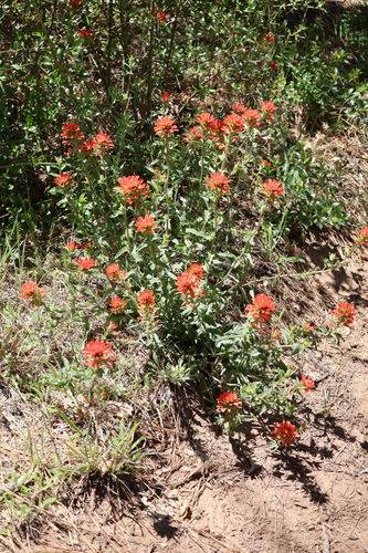 Castilleja martini, photograph 6