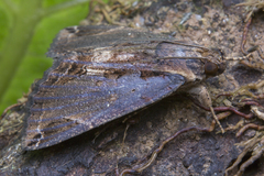 Ercheia