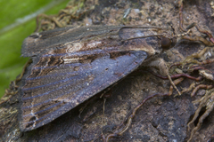 Ercheia