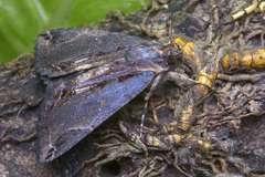 Ercheia