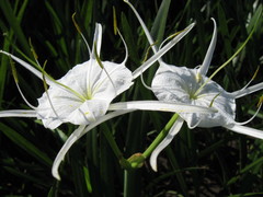 Hymenocallis crassifolia
