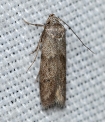 Hypatopa punctiferella