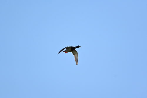 Mallard
