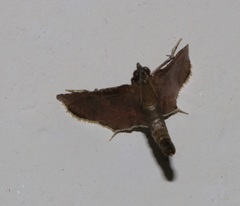 Endotricha theonalis