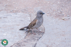 Passer griseus