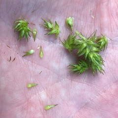 Carex stipata image