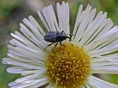 Odontocorynus