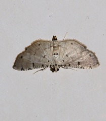 Pycnarmon cribrata