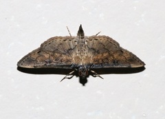 Nacoleia charesalis