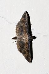 Nacoleia charesalis