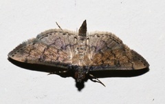 Nacoleia charesalis