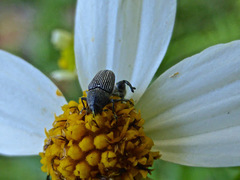 Odontocorynus