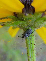 Odontocorynus