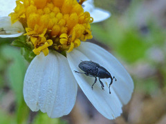 Odontocorynus