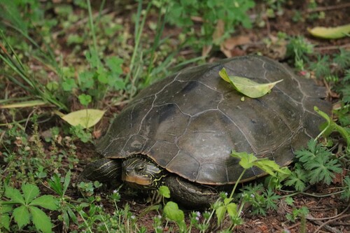 Graptemys geographica
