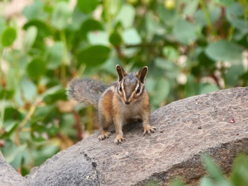 iNaturalist observation photo of Long-eared Chipmunk